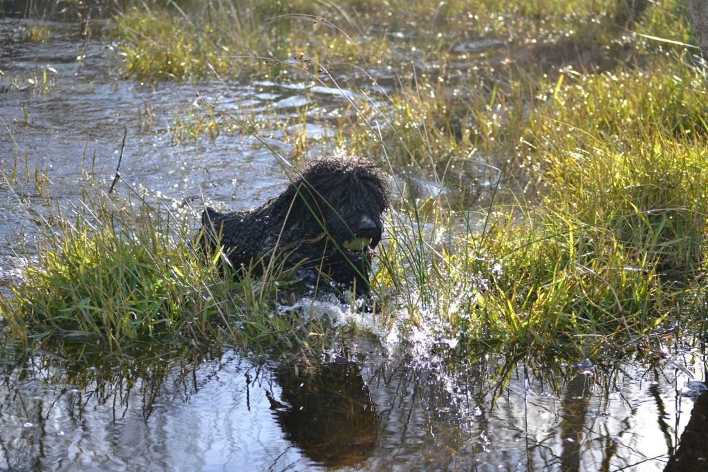 diferentes ecotipos de perros de agua 