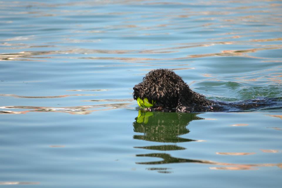 agua de mar peligrosa para Perro de agua español 