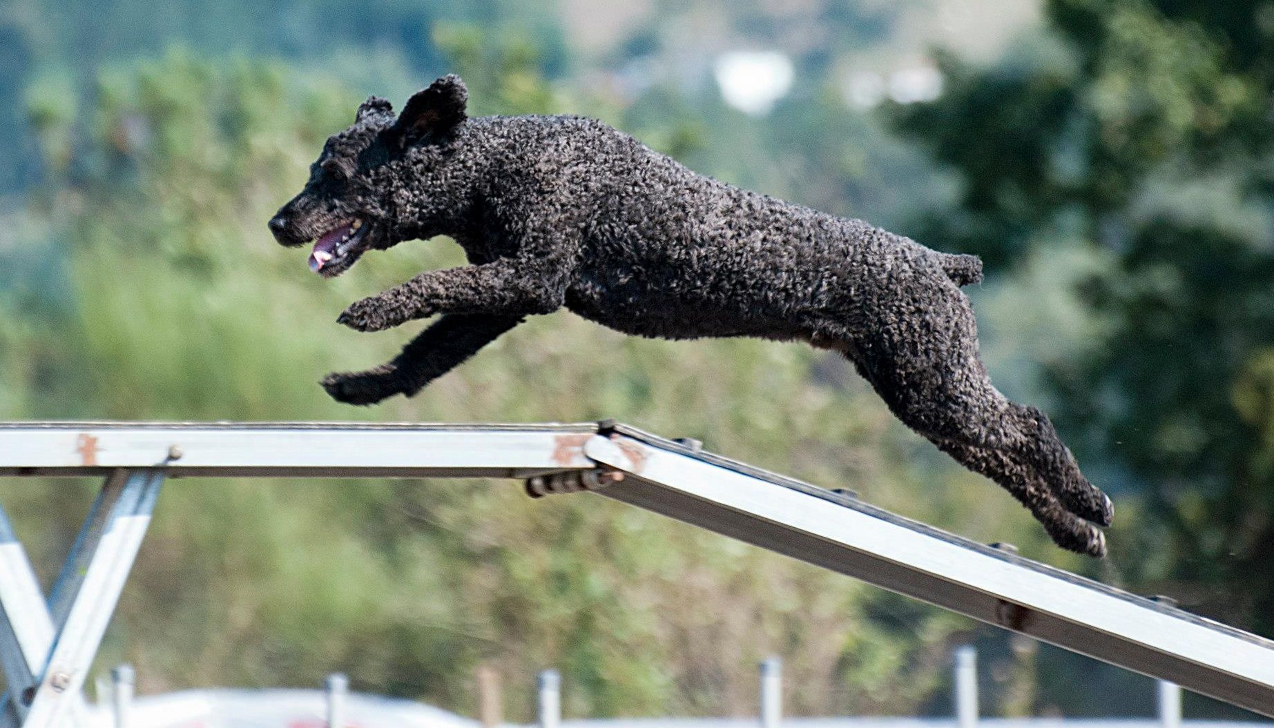 perro de agua español haciendo agility Ejercicio físico y perro de agua español