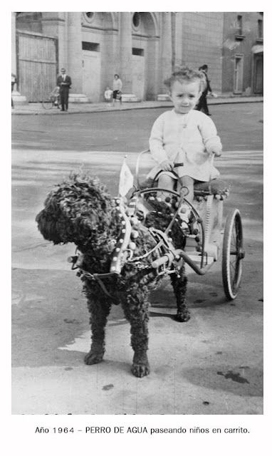 perro de agua tirando de carrito,f otos históricas -Turco andaluz