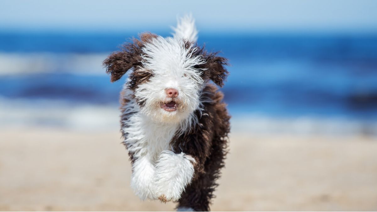 Cachorros de perro de agua español Importancia de la estimulación temprana